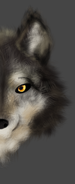 this wolf looking good