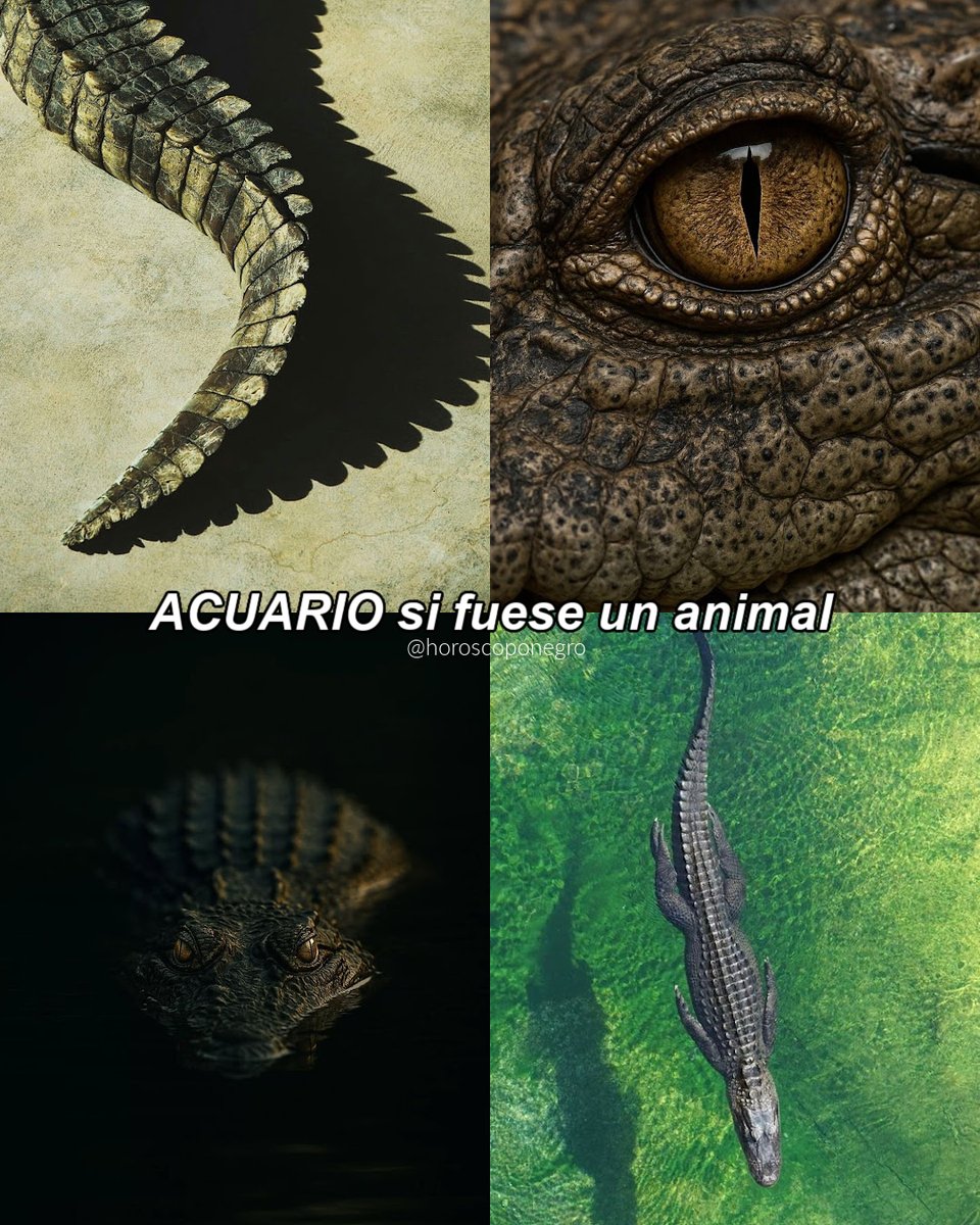 ¿Coincide con tu animal favorito? ✨🔮