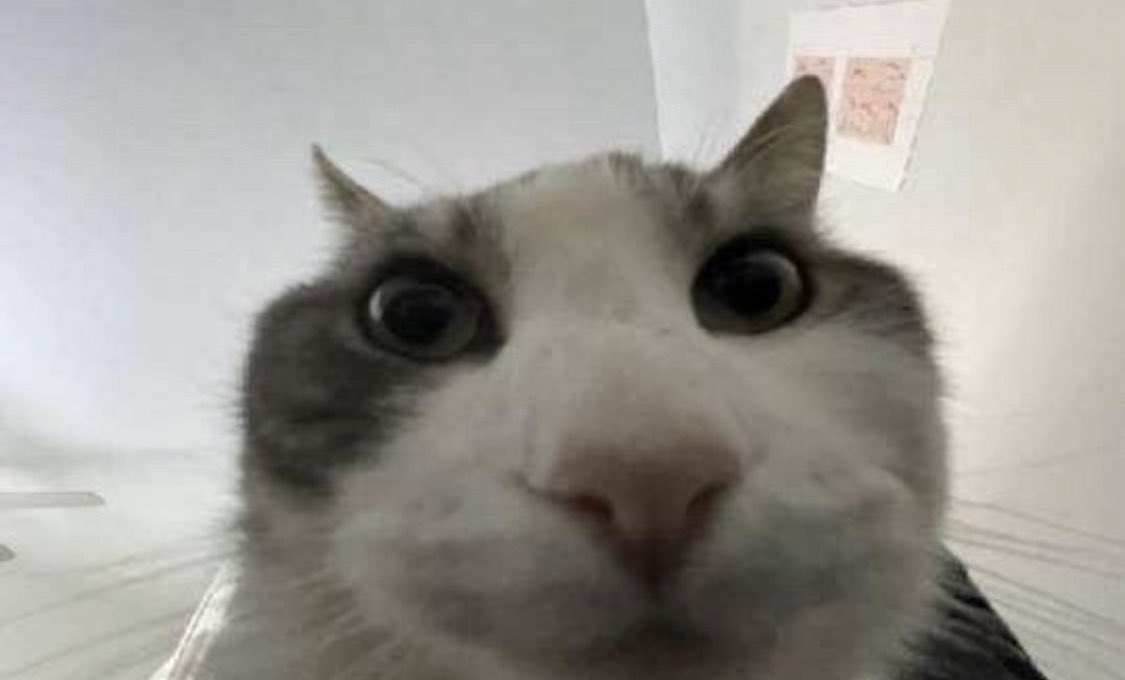 Faucon Alpin 🏔️ tweet media