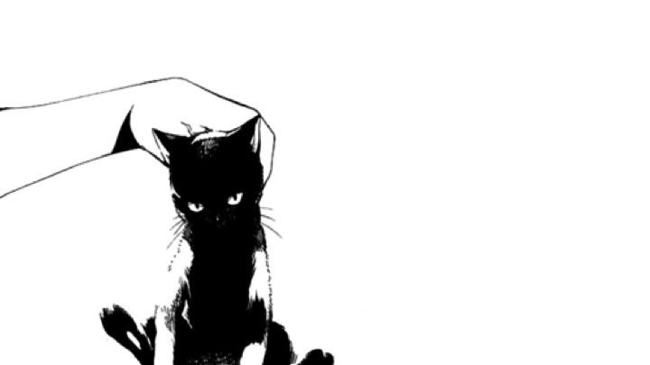 Black cats are not bad luck (@visualscat) on Twitter photo 