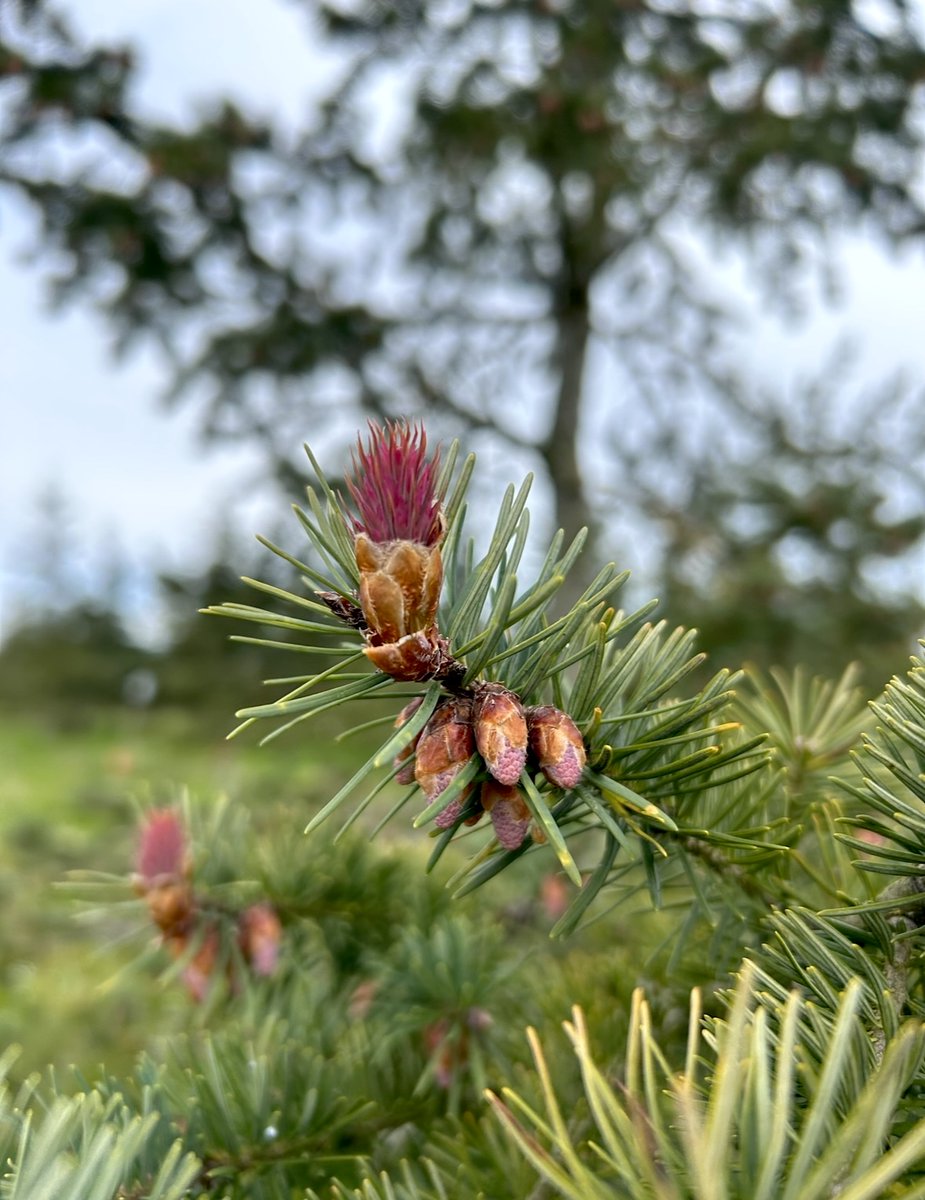 Western Forest Products tweet media