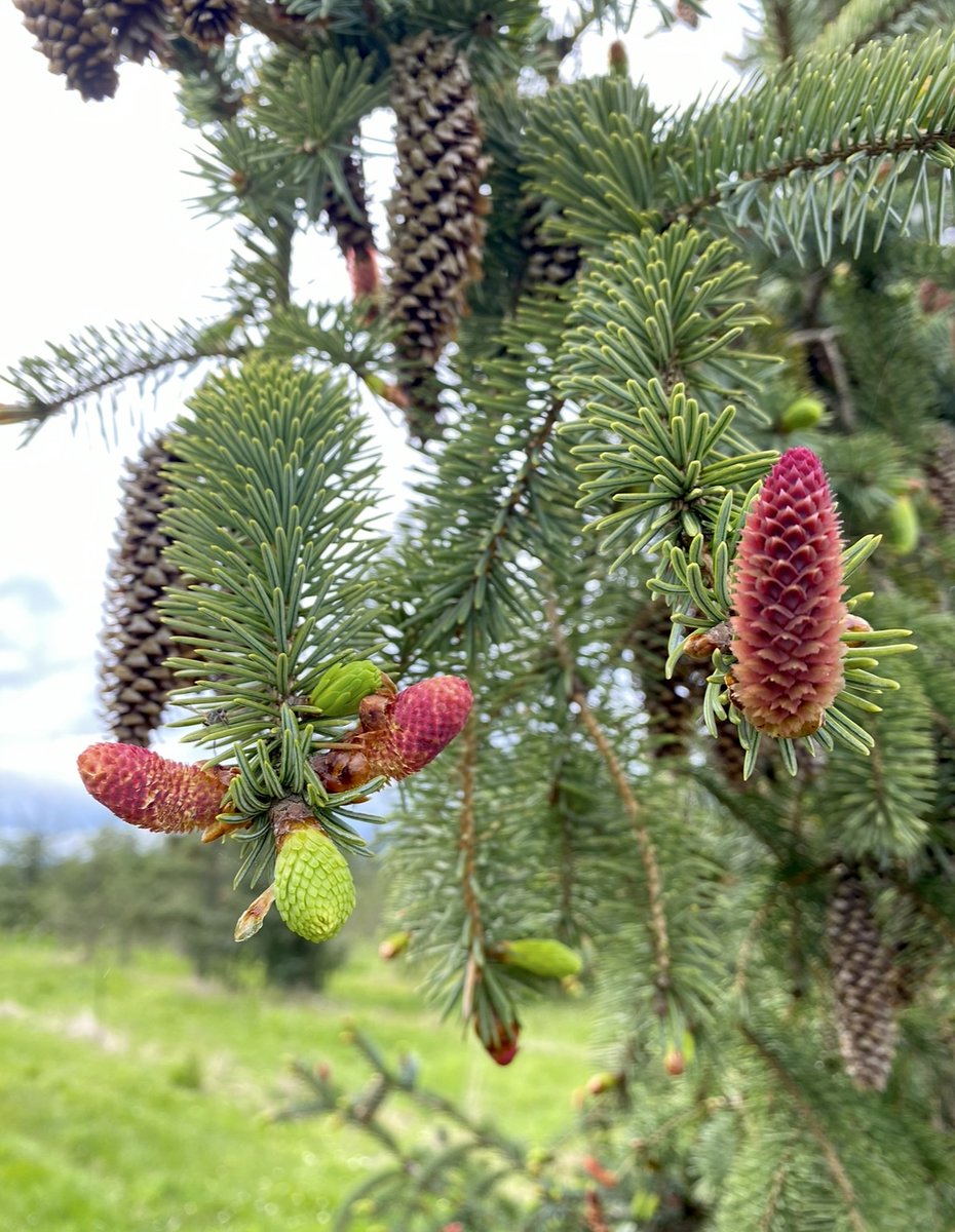 Western Forest Products tweet media