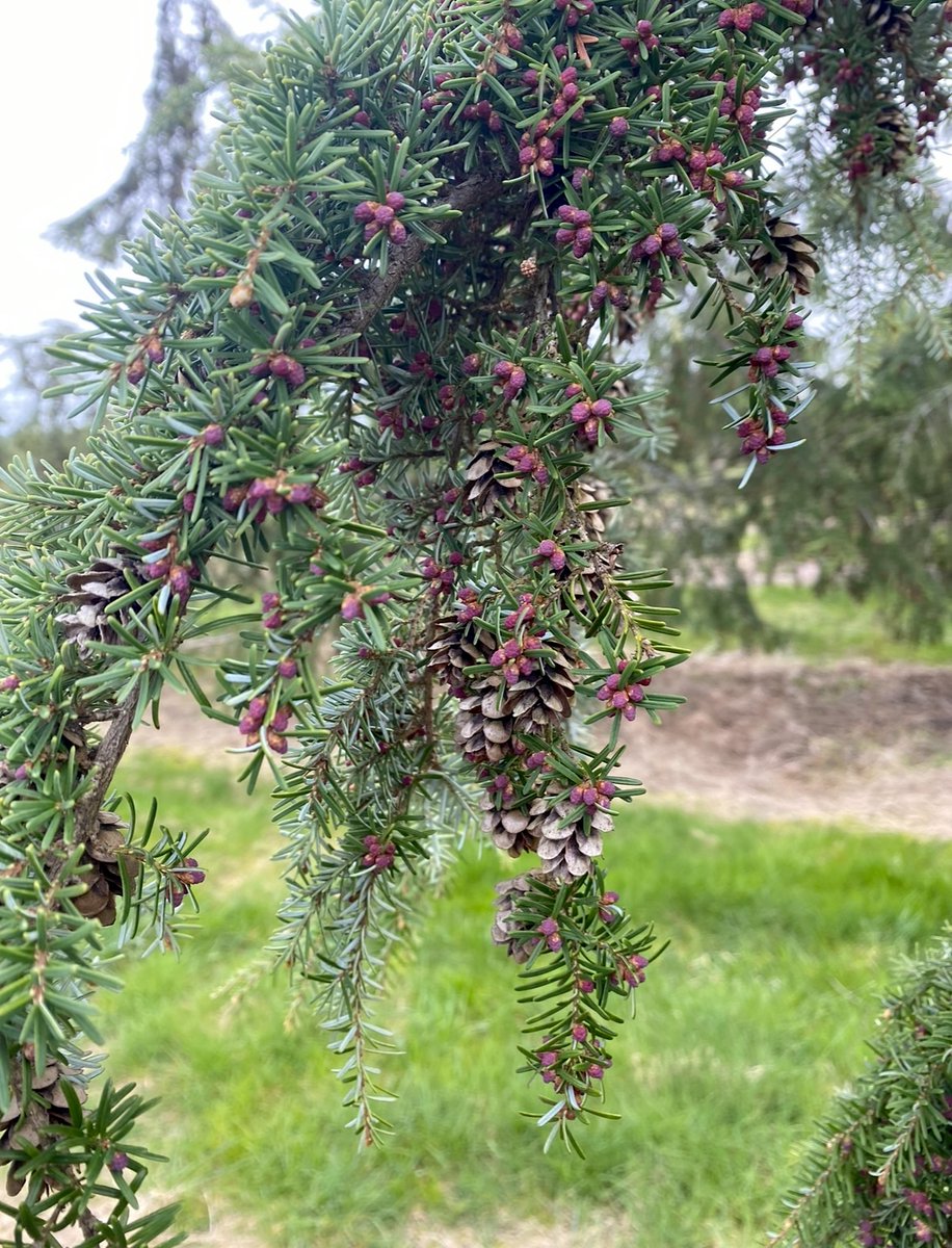 Western Forest Products tweet media