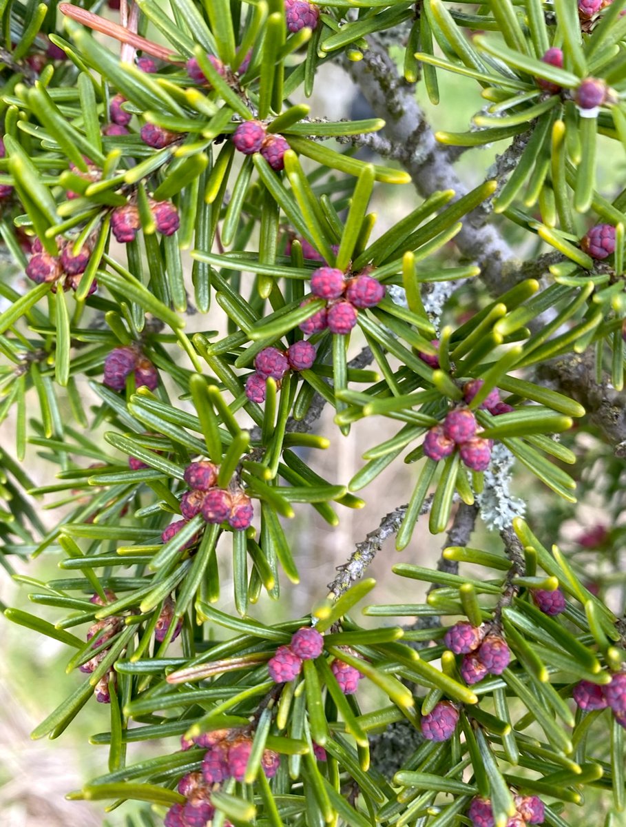 Western Forest Products tweet media