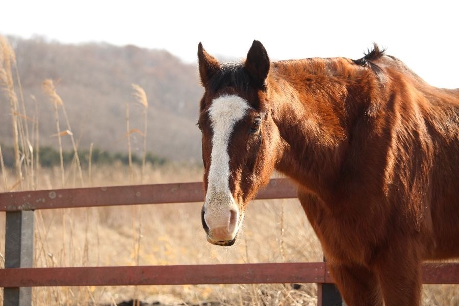 rhainfo's tweet photo. ドトウだより 更新🐎
https://t.co/bMiZ47CjQt

#ノーザンレイク でくらす #メイショウドトウ 近況報告。佐々木祥恵さんからの詳細リポートです。1月下旬から腸の動きの低下にともなう軽度の疝痛が見られました。補液や必要時の鎮痛剤、胃粘膜保護剤の投与のほか、水分摂取の工夫や引き運動などを続け、その後も疝痛があったものの（便秘疝）、現在は補液等治療は終了しています。21日には久しぶりに広い放牧地で過ごしたとのこと。
3/25に満30歳となるドトウ。クッシング病もあり、年齢なりにいろいろなことが起こりますが、丁寧なケアを受け、マイペースに毎日を過ごしています。あたたかく見守ってくださいますよう、よろしくお願いします。
#引退馬協会 #フォスターホース
