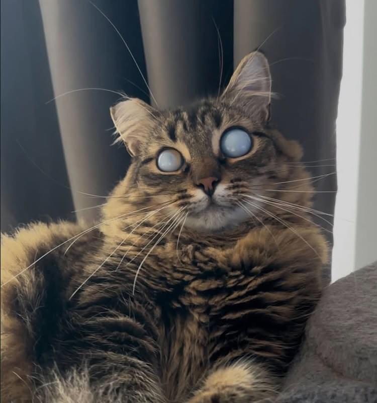 EU AMO OS ANIMAIS ♥️🐕 tweet media