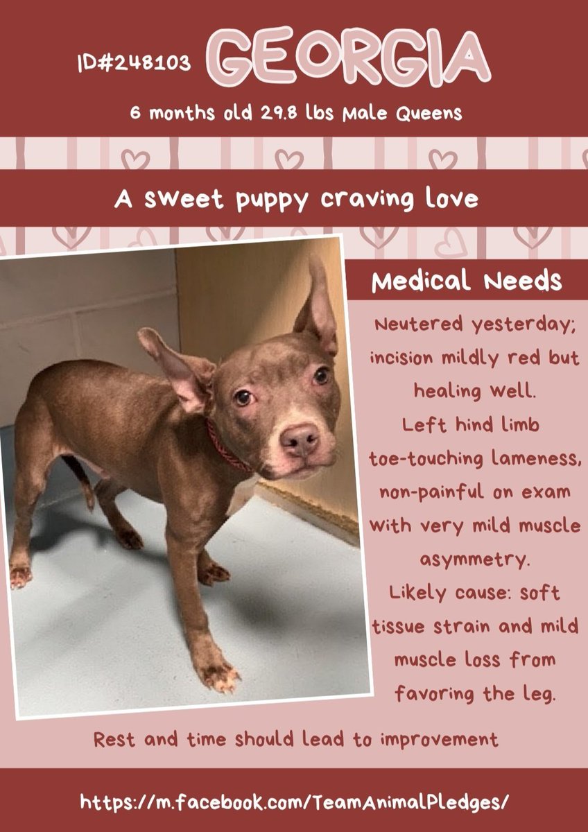 tomsland_'s tweet image. Ultra cute Georgia is only 6 mos old - he needs to start his life safe in a real home, not at-risk at Queens ACC.
With love, patience &amp;amp; rest so he can heal from a likely soft tissue strain to his left hind leg (see poster) he will blossom!
nycacc.app/#/browse/248103