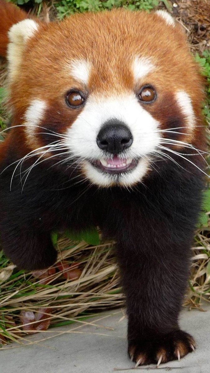 Red Panda Every Hour! tweet media