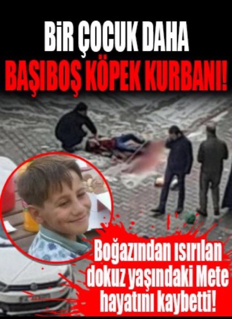 aslihan_ercan's tweet photo. Siz hiç; 

‼️Köpek sürüleri tarafından parçalandınız mı?

‼️Nasıl bir acıdır, haberiniz var mı?

‼️Hepsi ayrı ayrı aynı anda kemiği kıran çeneleri, tek ısırışta tüm etini koparan keskin dişleri ile ısırıldı mı sizi?

‼️Siz hiç diri diri etlerinizin koparılmasını yaşadınız mı?

📌Düşünmenin bile travma geçirttiği bu vahşeti BEBKLER, ÇOCUKLAR YAŞIYOR…

Kimi dayanamayıp son nefesini veriyor, kimi bir vatandaş görüp yetişirse hayatta kalıyor ama bedeni yenmiş…

‼️Siz hiç yenmiş bir bedenle yaşadınız mı?

📌Başıboş köpek sorunu; özellikle çocukların hayatına kast eden bir milli güvenlik sorunudur…

Derhal çözülmek zorundadır…

Derhal…

Kaç çocuk daha kurban vereceğiz…

#TRT1 #TSvFKG