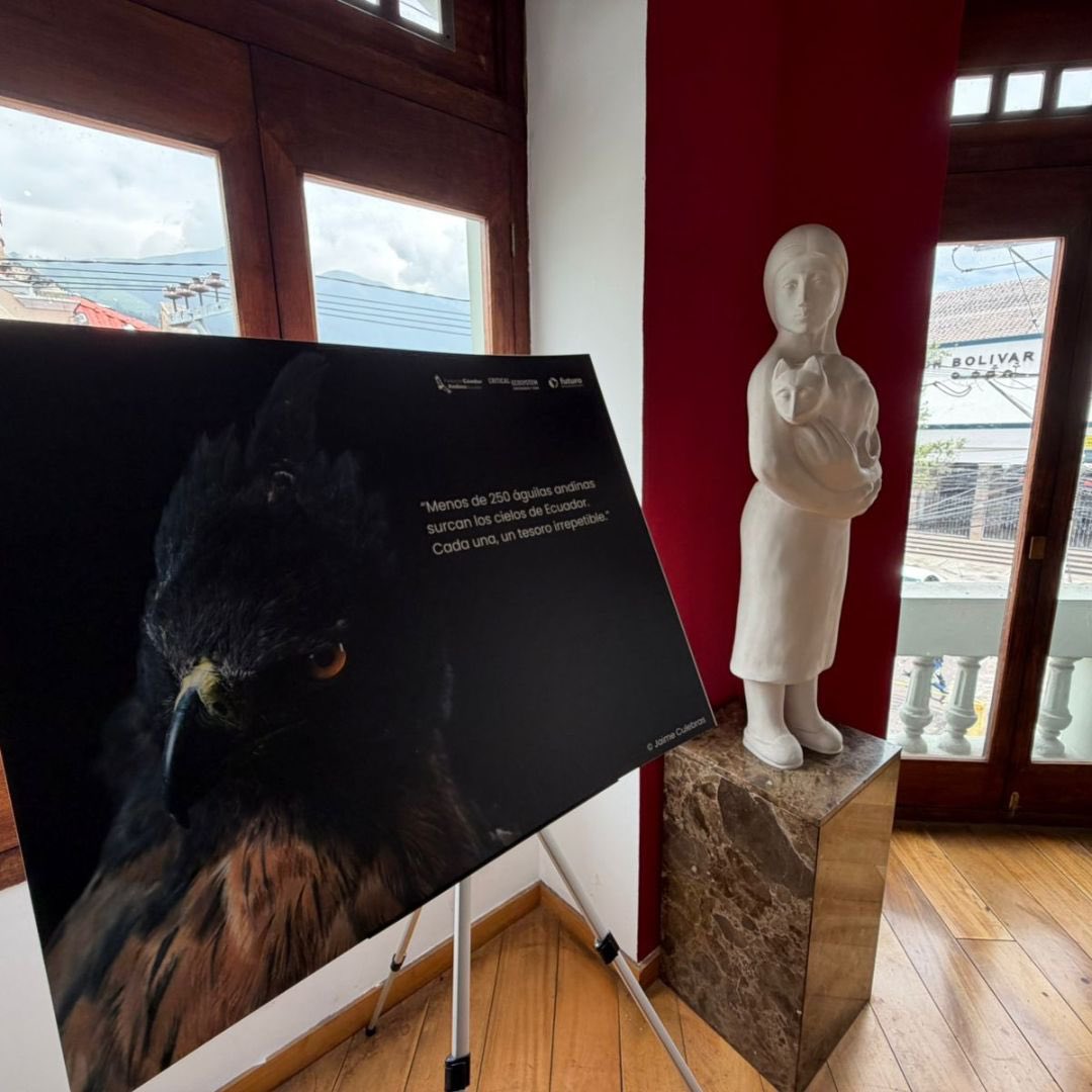 CondorFundacion's tweet photo. 💚 #Agradecimiento Desde la Fundación Cóndor Andino agradecemos a @casaeguez Centro Cultural por abrirnos sus puertas para este importante encuentro en favor del #ÁguilaAndina 🦅.

💚 ¡Gracias por ser parte de este esfuerzo!

#SocioCEPF #Conservación #Ecuador #fcae #casaegüez https://t.co/YLR8vxfEve