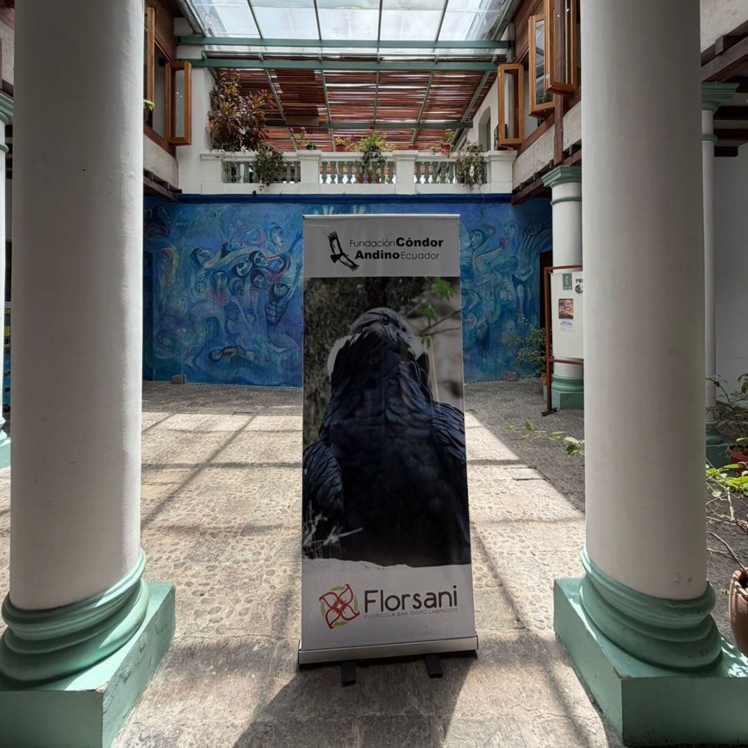CondorFundacion's tweet photo. 💚 #Agradecimiento Desde la Fundación Cóndor Andino agradecemos a @casaeguez Centro Cultural por abrirnos sus puertas para este importante encuentro en favor del #ÁguilaAndina 🦅.

💚 ¡Gracias por ser parte de este esfuerzo!

#SocioCEPF #Conservación #Ecuador #fcae #casaegüez https://t.co/YLR8vxfEve