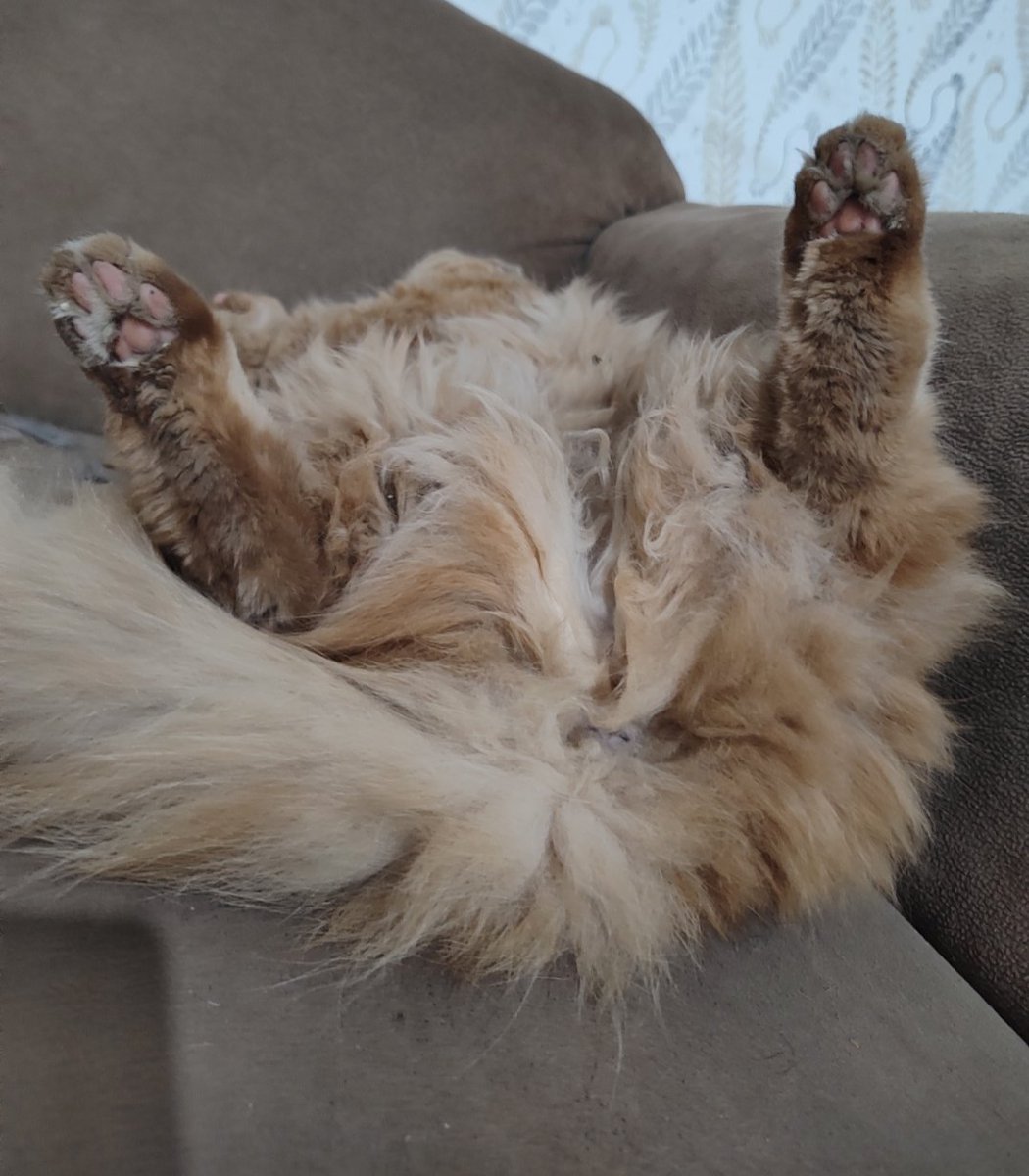 ابوسفیان آتیشپاره tweet media