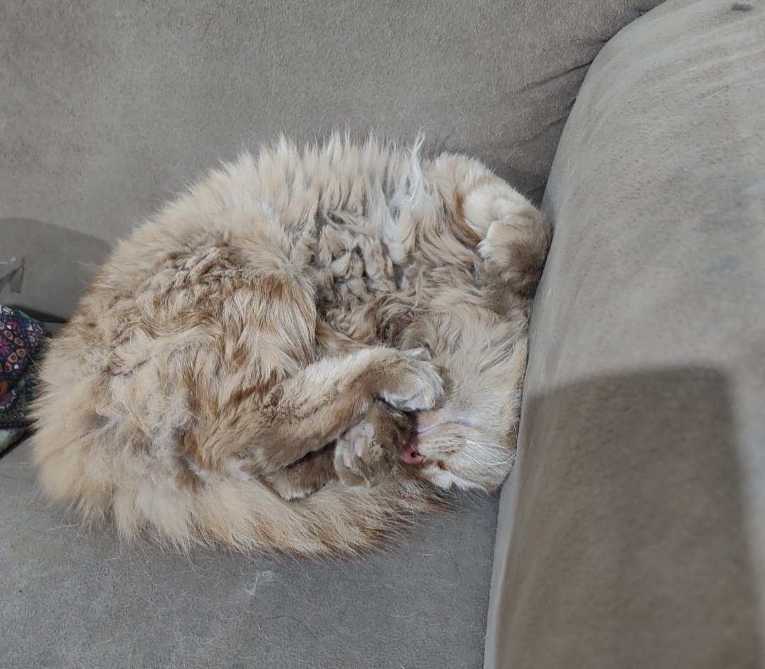 ابوسفیان آتیشپاره tweet media