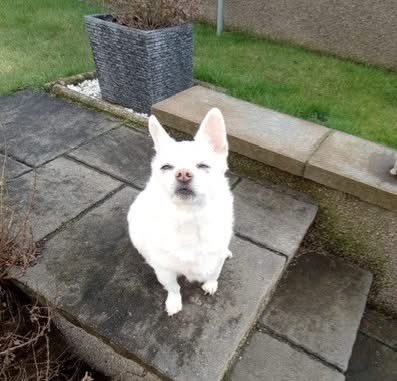 Help2Rehome Scotland tweet media