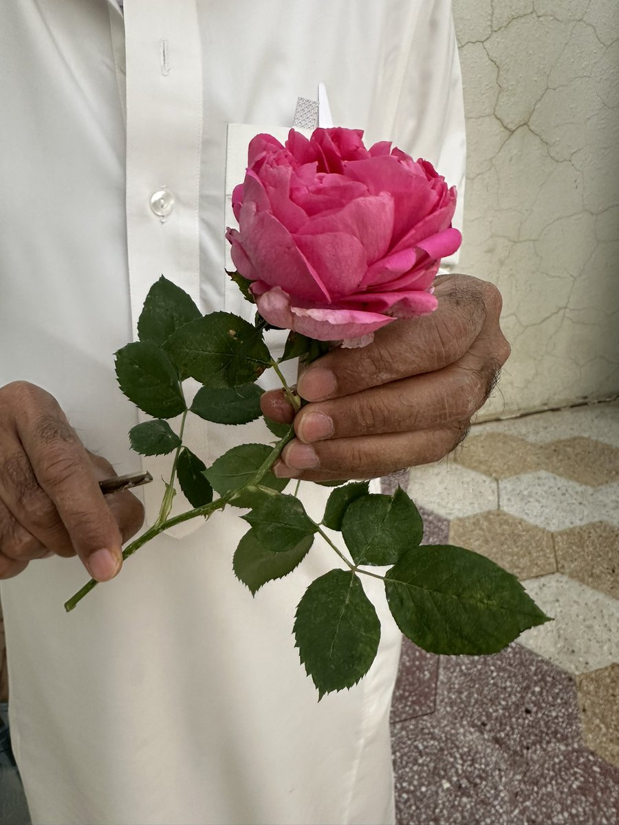 سديم محمد tweet media