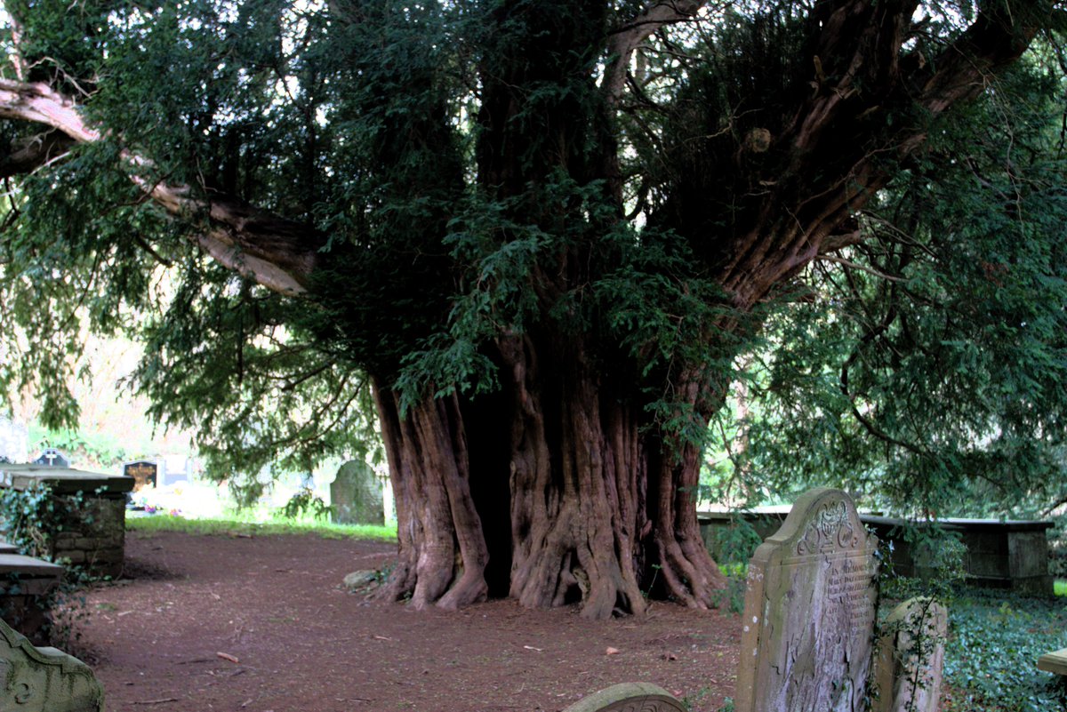 One of 7 beautiful Yew trees at St. Tetti's Church, Llandetty, Monmouthshire. The tree is possibly  2,000  years old.