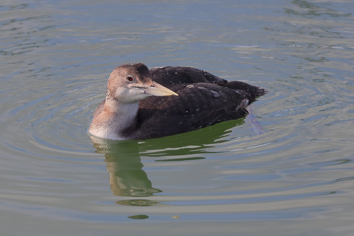 Alan S.Jack tweet media