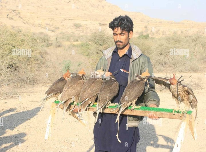 Sindhi falcon trainer from the Grassy Deserts of Sindh, Chad Phenotype