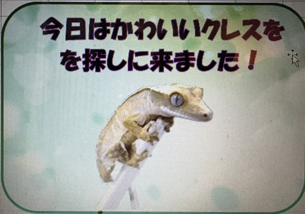 REPTILES CIRCLE tweet media