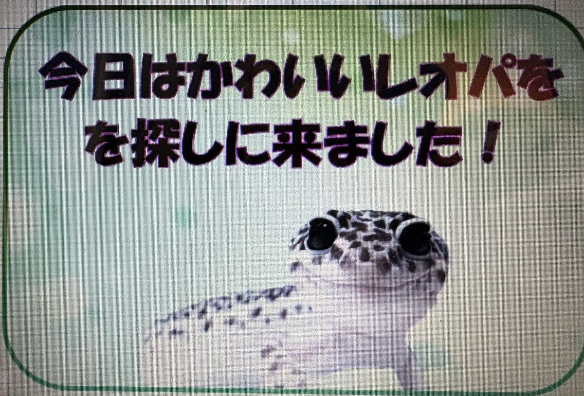 REPTILES CIRCLE tweet media