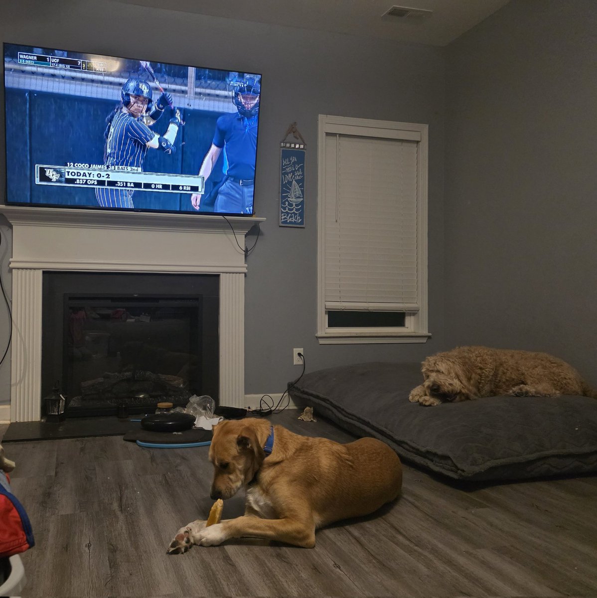 Addie_Davis2031's tweet photo. #PoochPics @UCFProduction @UCF_Softball 

Turks and Reckless enjoying their treat while we watch the game! https://t.co/44C79ZzRyS
