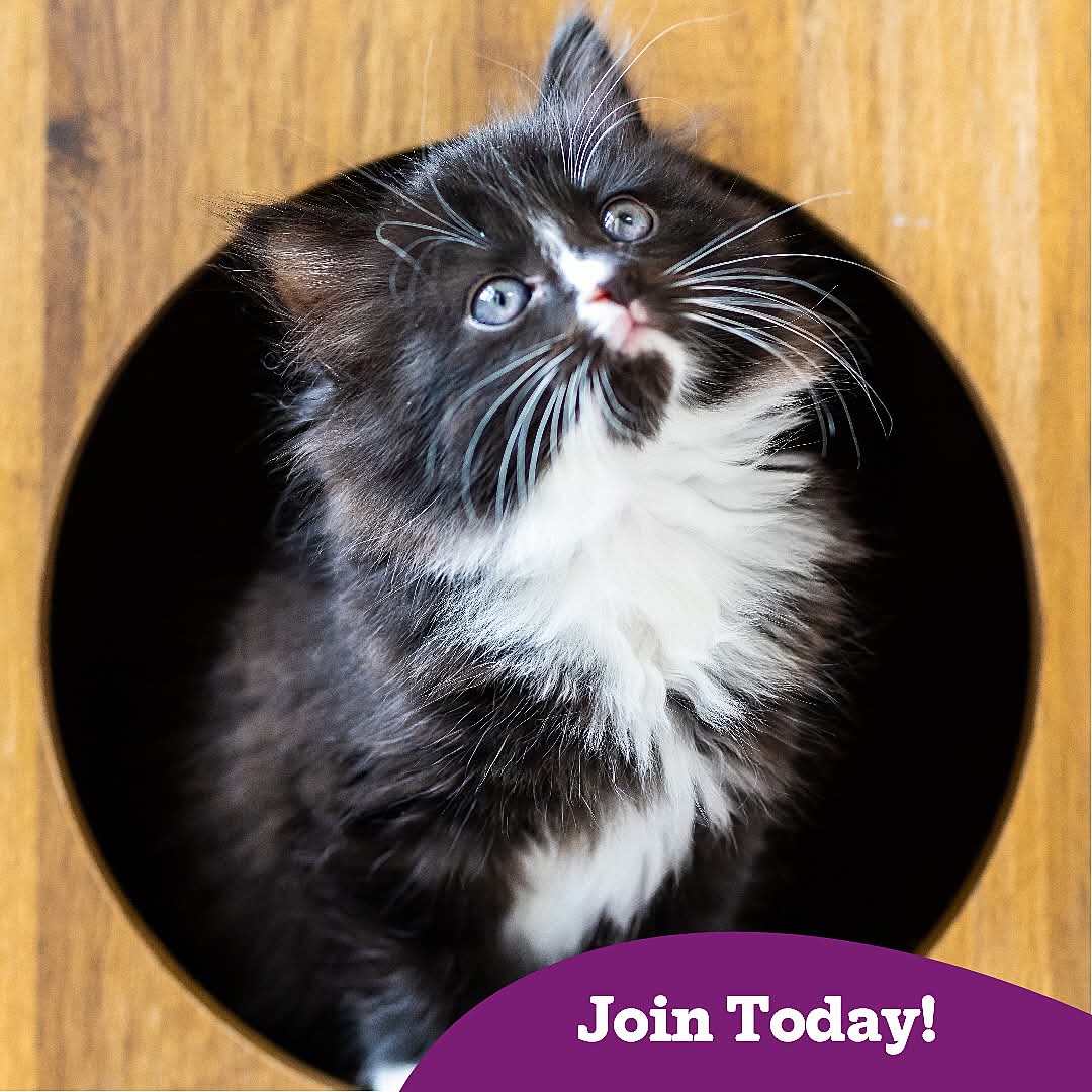 MidWarwickCats tweet media