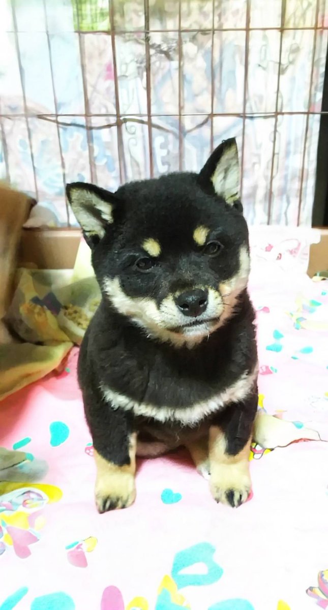 益子焼 木村製陶公式アカウント tweet media