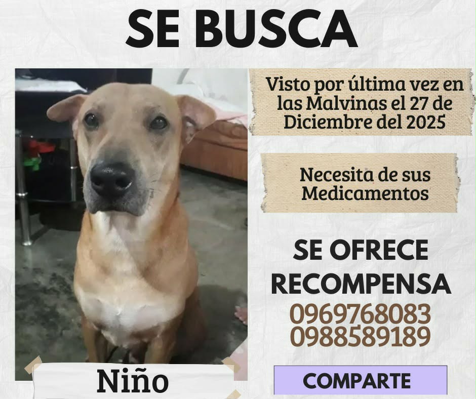 AlertaMePerdi's tweet image. #PERDIDO #GUAYAQUIL
Nombre: #NIÑO
Fecha: 27/12/25
Sector: Sur, Las Malvinas, Dignidad Popular 
Sexo: Macho
Raza: Mestizo
Obsv.: Colita es recogida, orejas pequeñas 
Contacto: 0969768083
SE OFRECE RECOMPENSA
¡Ayúdalo a volver con su familia!
#AlertaMePerdí