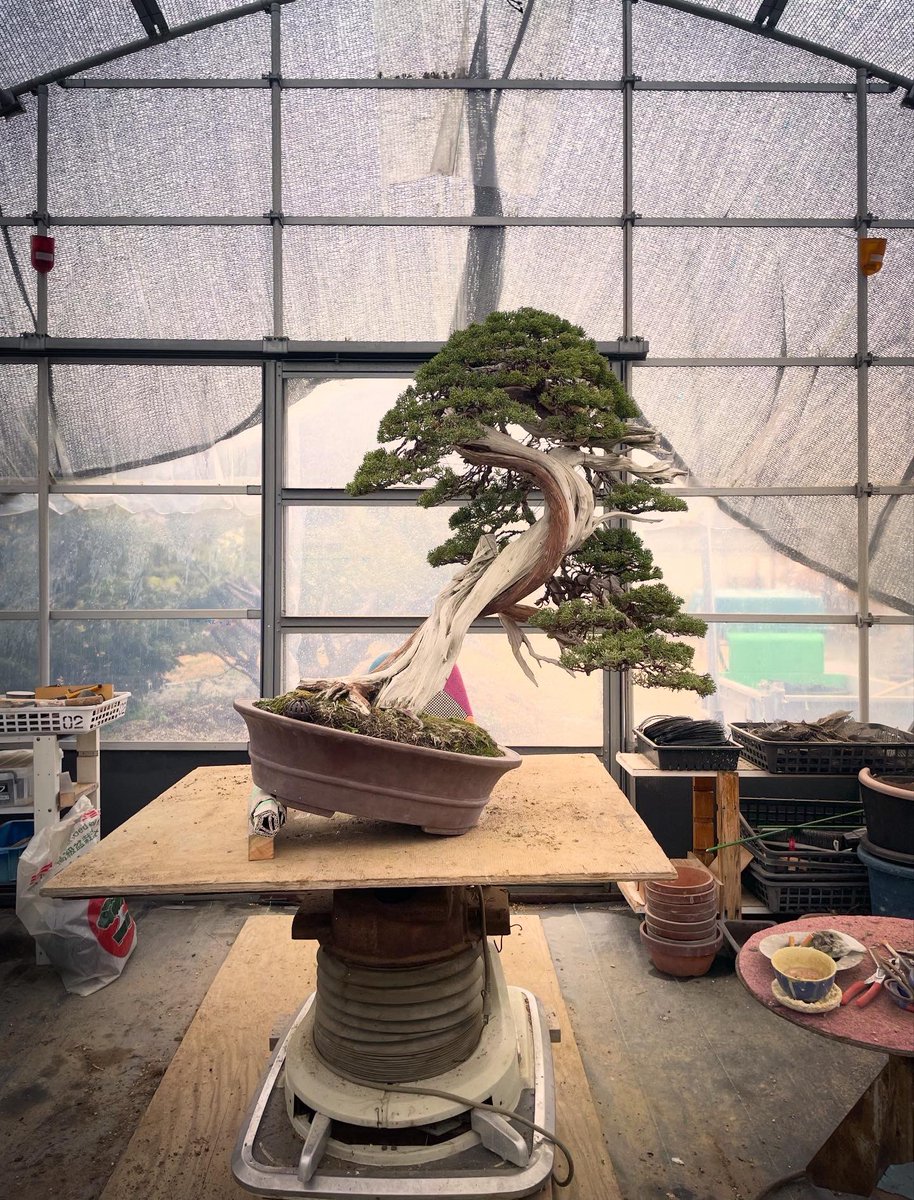 bonsai_toshi's tweet image. before after
#bonsai #juniper #takamatsu #art