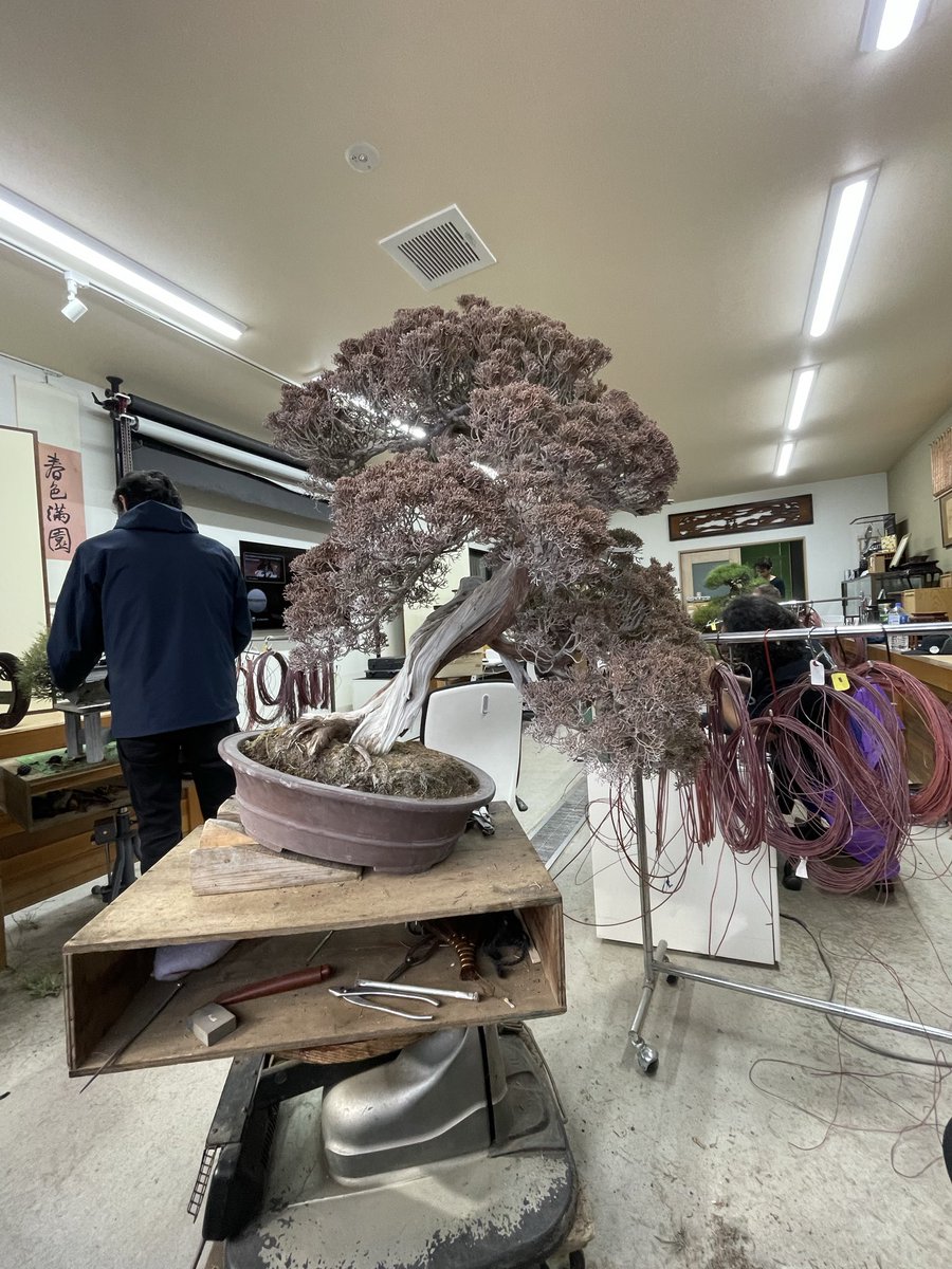 bonsai_toshi's tweet image. before after
#bonsai #juniper #takamatsu #art