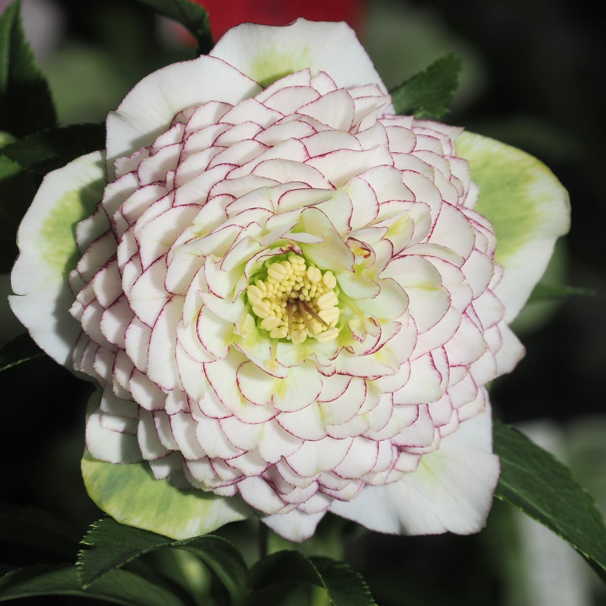 おはようございます クリスマスローズ早朝交配43日目 『Tdd糸ピコティ