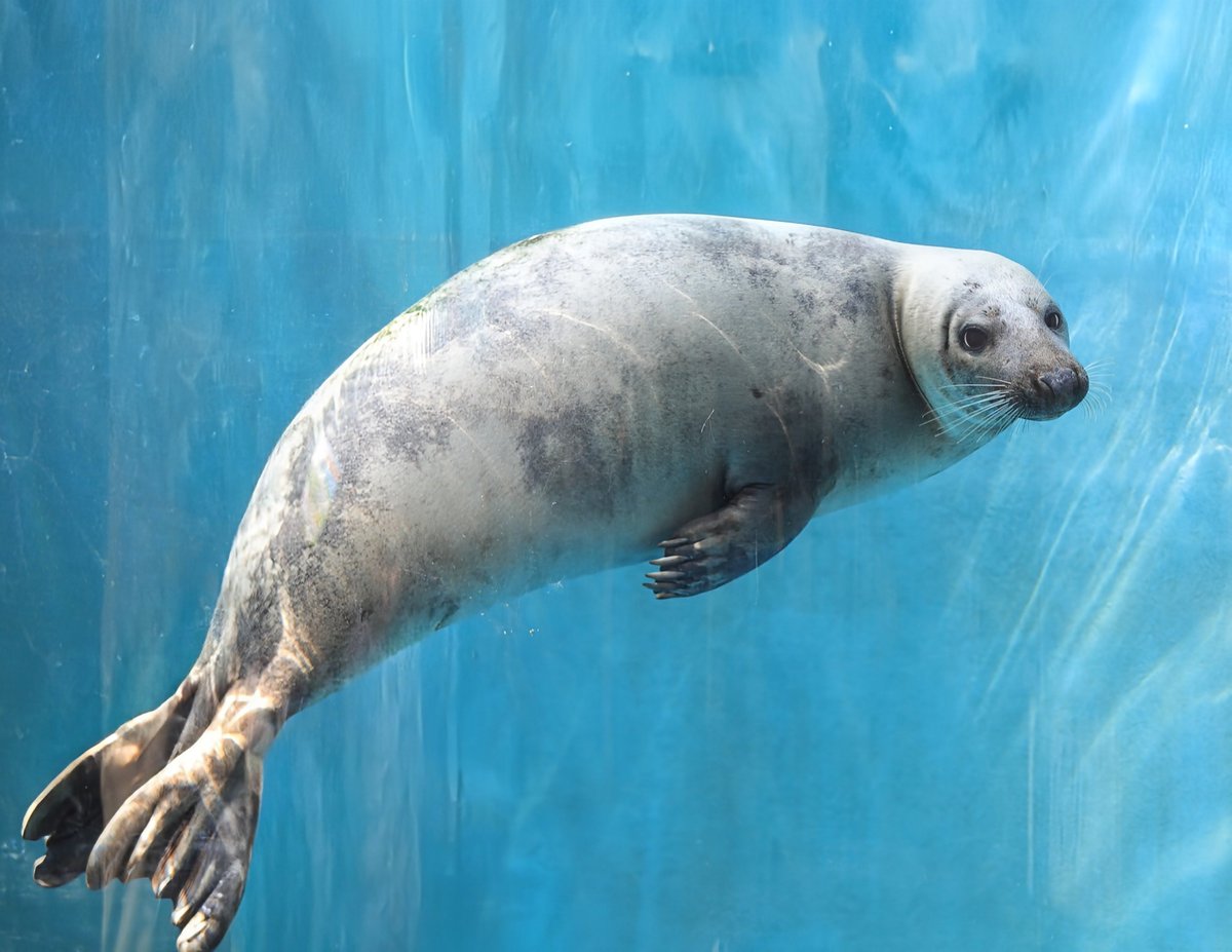 振り向き美アザのマロンちゃん🌰 先程のポストが少しおかしかったので