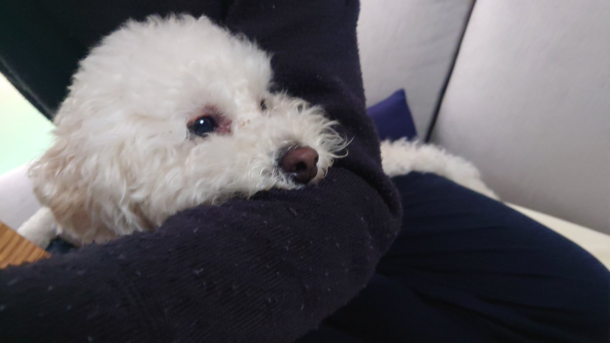 療養しようと実家に来たら犬の甘えたが止まらない！