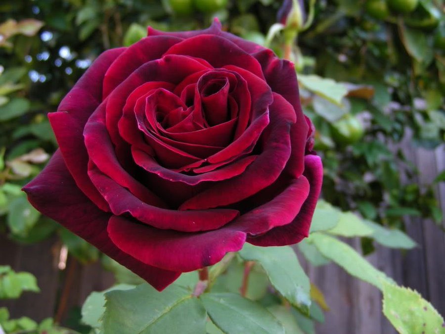 DogeReeveElon36's tweet image. #satsplat love&amp;amp;romance #pic Google 

There’s a Rose called Deep Secret; beautiful, its fragrance velvety divine. 

I imagine it looks like my own heart, full of desire. 

Of which as it cannot speak it, like the petals of that Rose, stain with bleeding love.