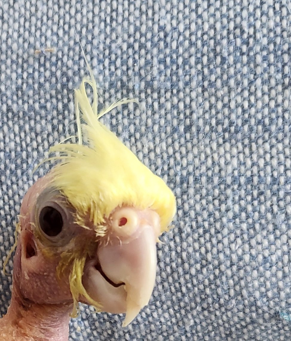 Just popping in to let you know I was 64 grams this morning. 🤍🍋🤍  Winnie
