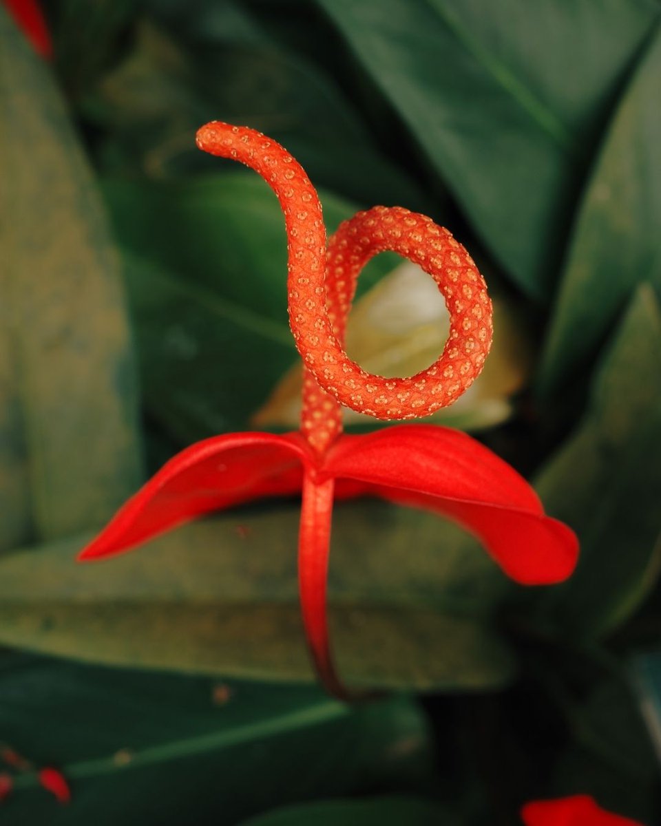 SFConservatory tweet media