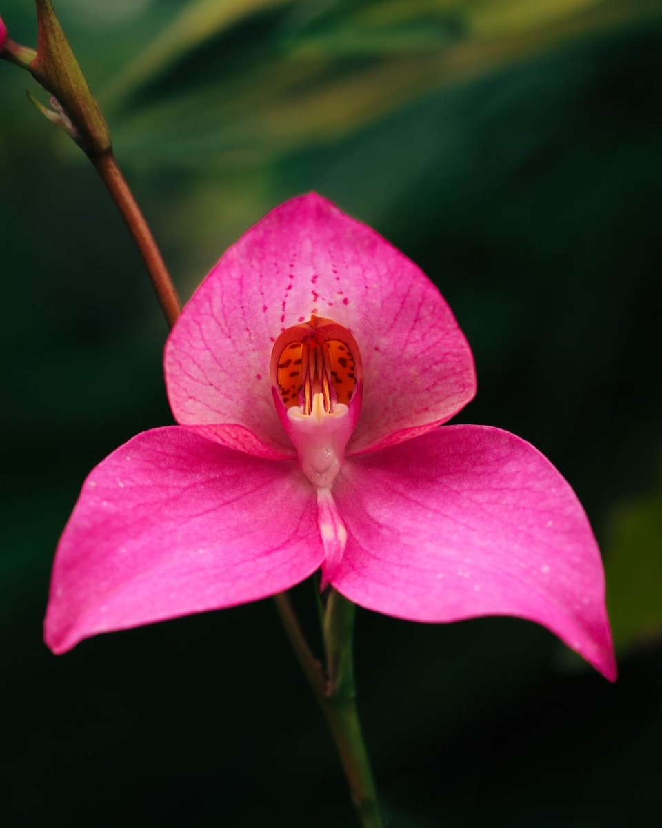SFConservatory tweet media