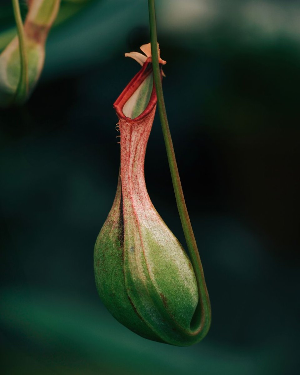 SFConservatory tweet media