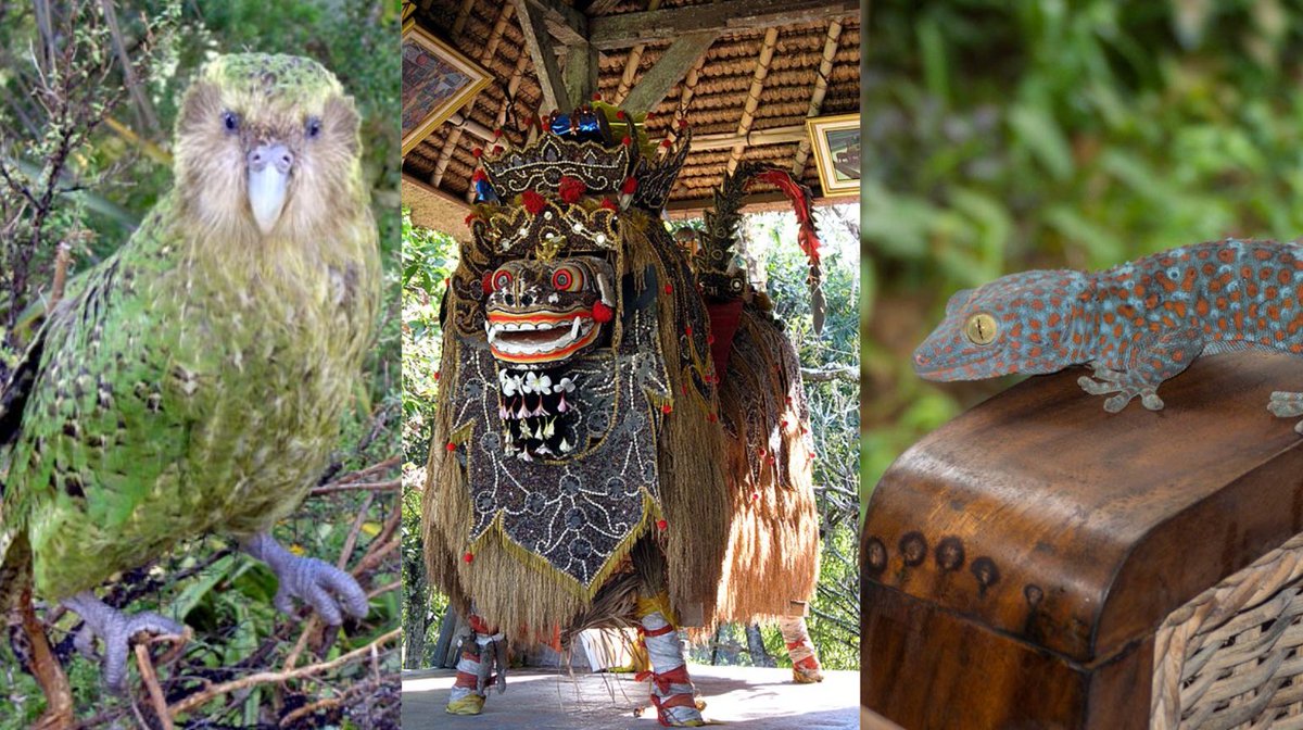 🚨STARTER SPECULATION #PokemonWindsWaves 🚨 

In the previous posts, we speculated about the possible design inspirations and evolutionary lines of Generation 10 starters.

🍃Browt → Kākāpō
🔥Pombon → Pomeranian dog breed and the mythological creature Barong
💧Gecqua → Tokay