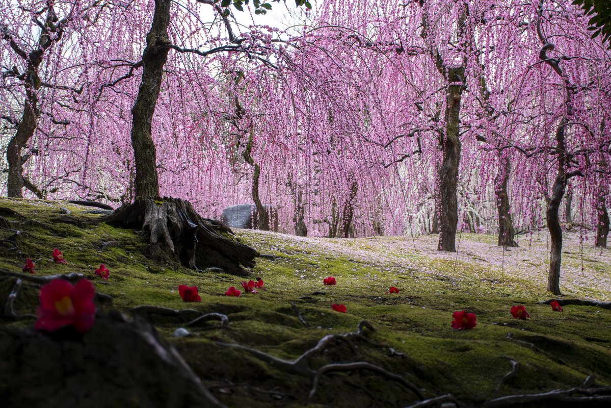 2026.2.25 雨模様だったこともありゆったりとした時間が流れていました

#京都よきかな
#京都よきかな写真部