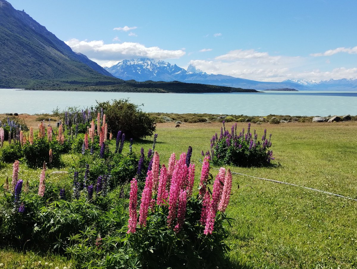 Sueño y Vuelvo al Sur, a la Patagonia, Argentina. Montañas Olivia y 5 Hermanos, Tierra de Fuego; Lagos Argentino y Viedma Santa Cruz; Argentina. <a href="/JoseMariAzpiazu/">Jose Mari Azpiazu</a>  <a href="/HombreMontana/">EL🐑HOMBRE #MONTAÑA</a> <a href="/turisargentina/">Red Turismo Argentina</a> " La Naturaleza, como poesía; las Montañas como refugio; elevación del Alma" 📷 DPB