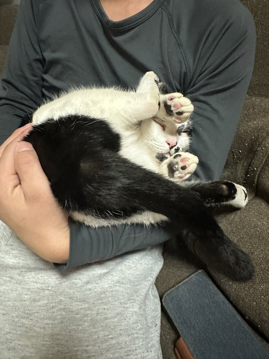 我が家の黒猫 (@kuro5696) / Posts / X