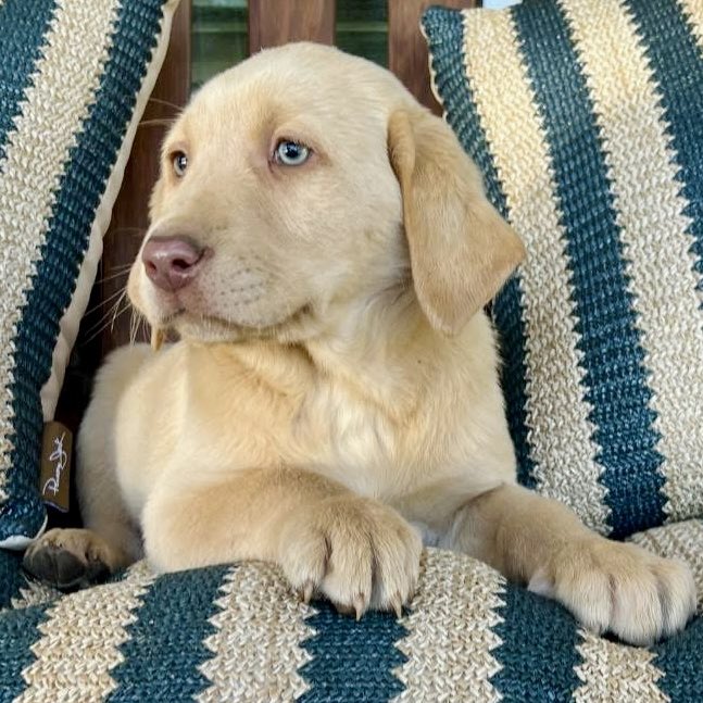 jakesilverlab's tweet photo. 🤎💛🩶Our beloved Abbey has sent us an angel to help take care of Jackson.
She will be arriving on Sunday!
We have hired a flight nanny to bring her to Minnesota from Florida!
The best part……
She is Jackson’s FULL SIBLING!!!
What timing!
This is definitely a gift from Abbey 🤎
The pup is a champagne labrador
