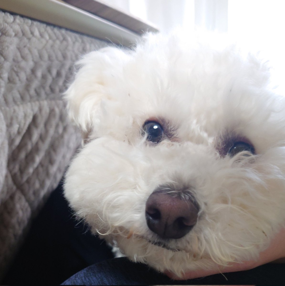 なにがポムケンだ
こっちは……何……この……何？
饅頭？