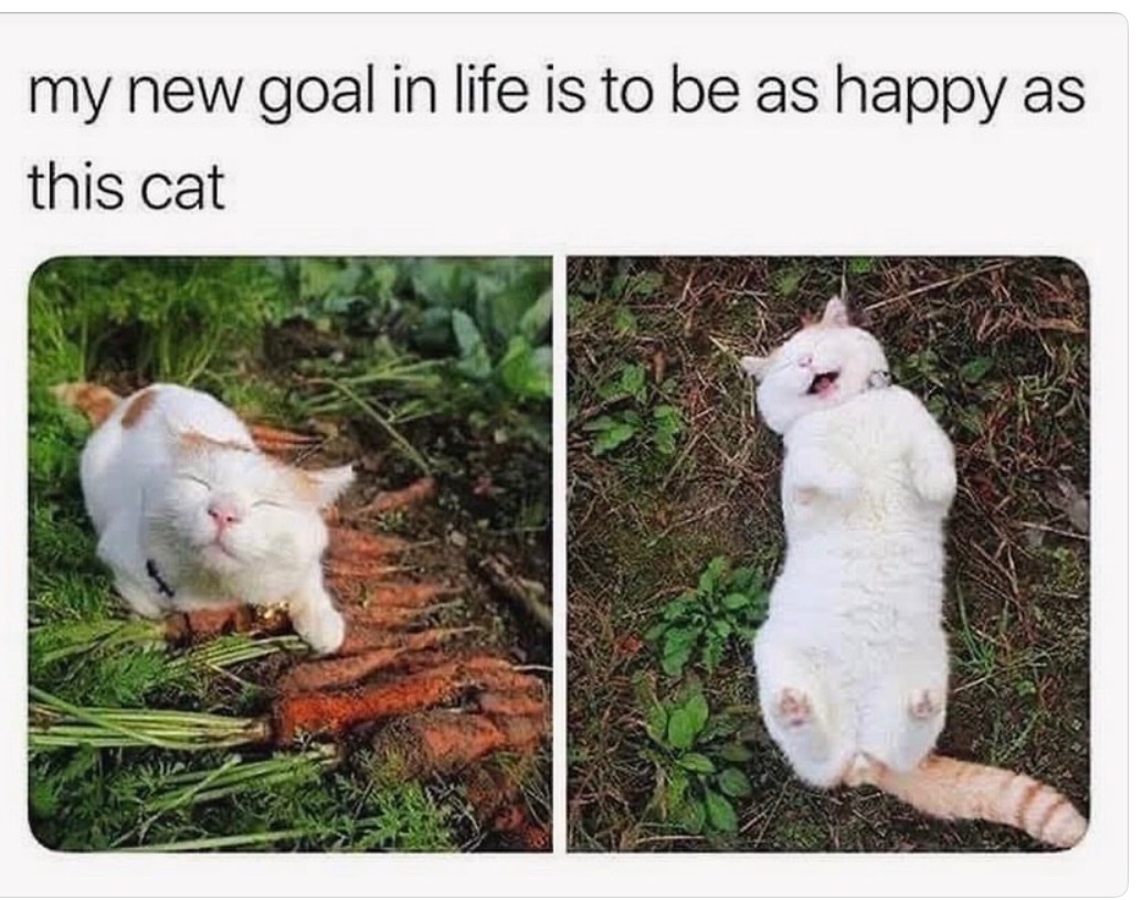 cats with powerful aura tweet media