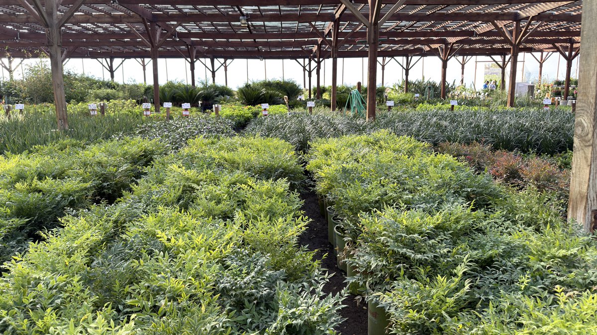 Lucky Traveling tweet media