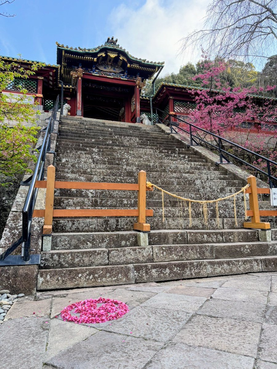 寒緋桜の花びらが散り始めたので、今年も桜のお花による葵の御紋が登場しました。
今後も天候、散り具合、神職のテンションなど、様々な条件が揃った場合、境内の何処かに作られるかも知れません。
#久能山東照宮開花情報🌸