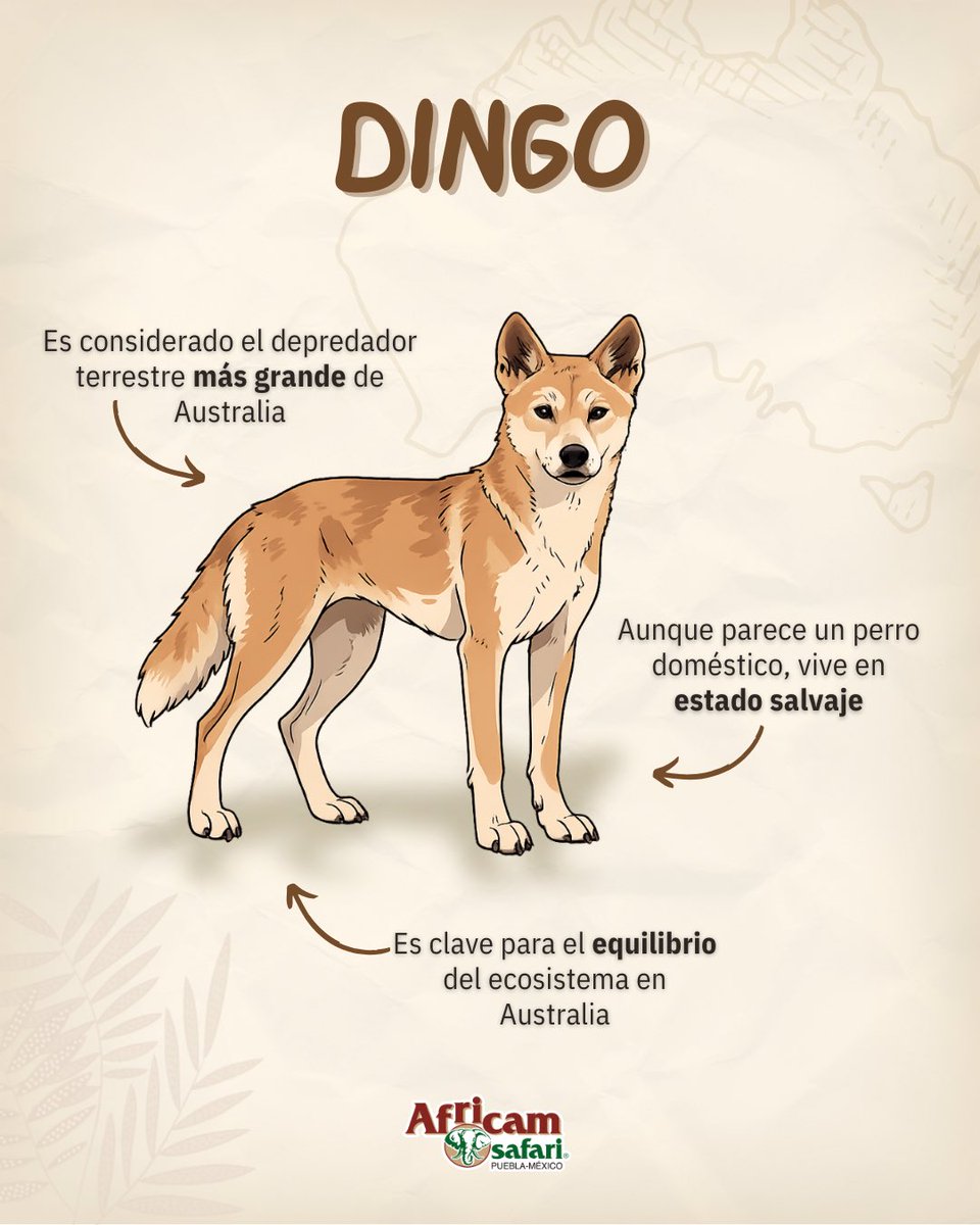 AfricamSafari's tweet photo. Conocer es cuidar, y cuidar es proteger. 💚
En Africam estamos seguros de que cada especie cumple un papel irremplazable y que protegerlas es cuidar el equilibrio de la vida. https://t.co/oBwF6xz8oF