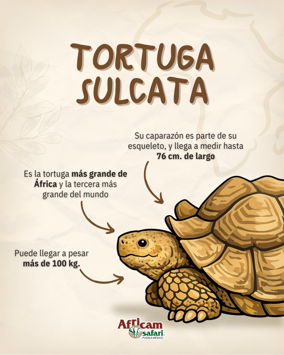 AfricamSafari's tweet photo. Conocer es cuidar, y cuidar es proteger. 💚
En Africam estamos seguros de que cada especie cumple un papel irremplazable y que protegerlas es cuidar el equilibrio de la vida. https://t.co/oBwF6xz8oF