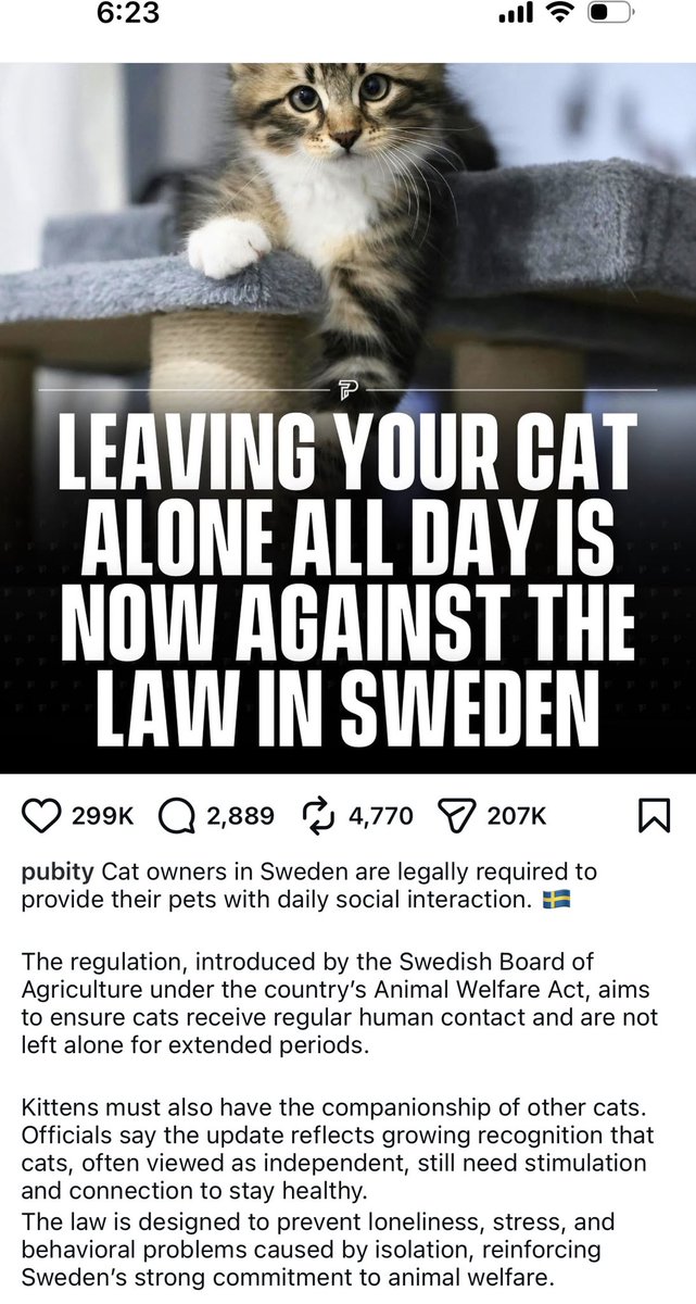 CapeFloy's tweet image. Cult leader in Ossining not charged for cat attempted abduction/murder.
And, what’d Debbie ever do to you?
#FOILFloy #malpractice